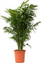 Plant in a Box - Chamaedorea elegans - Mexicaanse dwergpalm - Compact groeiende groene palm - Pot 20cm - Hoogte 80-90cm
