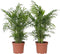 Plant in a Box - Chamaedorea elegans - Mexicaanse dwergpalm - Compact groeiende groene palm - Set van 2 -Pot 17cm - Hoogte 50-60cm