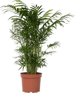Plant in a Box - Chamaedorea elegans - Mexicaanse dwergpalm - Compact groeiende groene palm - Pot 17cm - Hoogte 50-60cm