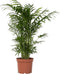 Plant in a Box - Chamaedorea elegans - Mexicaanse dwergpalm - Compact groeiende groene palm - Pot 17cm - Hoogte 50-60cm