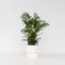 Plant in a Box - Chamaedorea elegans - Mexicaanse dwergpalm - Compact groeiende groene palm - Pot 17cm - Hoogte 50-60cm
