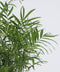 Plant in a Box - Chamaedorea elegans - Mexicaanse dwergpalm - Compact groeiende groene palm - Set van 2 -Pot 17cm - Hoogte 50-60cm