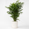 Plant in a Box - Chamaedorea elegans - Mexicaanse dwergpalm - Compact groeiende groene palm - Pot 20cm - Hoogte 80-90cm