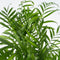 Plant in a Box - Chamaedorea elegans - Mexicaanse dwergpalm - Compact groeiende groene palm - Pot 17cm - Hoogte 50-60cm