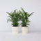Plant in a Box - Chamaedorea elegans - Mexicaanse dwergpalm - Compact groeiende groene palm - Set van 2 -Pot 17cm - Hoogte 50-60cm