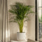 Plant in a Box - Chamaedorea elegans - Mexicaanse dwergpalm - Compact groeiende groene palm - Pot 17cm - Hoogte 50-60cm