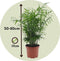 Plant in a Box - Chamaedorea elegans - Mexicaanse dwergpalm - Compact groeiende groene palm - Pot 17cm - Hoogte 50-60cm