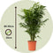 Plant in a Box - Chamaedorea elegans - Mexicaanse dwergpalm - Compact groeiende groene palm - Pot 20cm - Hoogte 80-90cm
