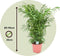 Plant in a Box - Chamaedorea elegans - Mexicaanse dwergpalm - Compact groeiende groene palm - Pot 20cm - Hoogte 80-90cm