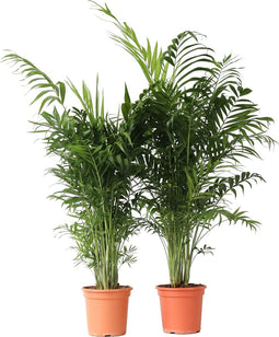 Plant in a Box - Chamaedorea elegans - Set van 2 - Mexicaanse dwergpalmen - Compact groeiende groene palm - Pot 20cm - Hoogte 80-90cm