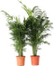 Plant in a Box - Chamaedorea elegans - Set van 2 - Mexicaanse dwergpalmen - Compact groeiende groene palm - Pot 20cm - Hoogte 80-90cm