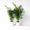 Plant in a Box - Chamaedorea elegans - Set van 2 - Mexicaanse dwergpalmen - Compact groeiende groene palm - Pot 20cm - Hoogte 80-90cm