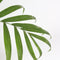 Plant in a Box - Chamaedorea elegans - Set van 2 - Mexicaanse dwergpalmen - Compact groeiende groene palm - Pot 20cm - Hoogte 80-90cm