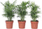 Plant in a Box - Chamaedorea elegans - Set van 3 - Kamerplanten - Dwergpalmen - Top 12cm - Hoogte 30-40cm