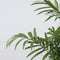 Plant in a Box - Chamaedorea elegans - Set van 3 - Kamerplanten - Dwergpalmen - Top 12cm - Hoogte 30-40cm