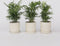 Plant in a Box - Chamaedorea elegans - Set van 3 - Kamerplanten - Dwergpalmen - Top 12cm - Hoogte 30-40cm
