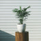 Plant in a Box - Chamaedorea elegans - Set van 3 - Kamerplanten - Dwergpalmen - Top 12cm - Hoogte 30-40cm