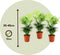 Plant in a Box - Chamaedorea elegans - Set van 3 - Kamerplanten - Dwergpalmen - Top 12cm - Hoogte 30-40cm