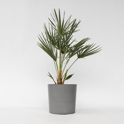 Plant in a Box - Chamaerops Humilis - Europese Dwergpalm - Winterhard - Pot 21cm - Hoogte 70-80cm