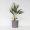 Plant in a Box - Chamaerops Humilis - Europese Dwergpalm - Winterhard - Pot 21cm - Hoogte 70-80cm