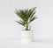 Plant in a Box - Chamaerops Humilis - Europese Dwergpalm - Winterhard - Pot 15cm - Hoogte 50-60cm