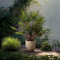 Plant in a Box - Chamaerops Humilis - Europese Dwergpalm - Winterhard - Pot 21cm - Hoogte 70-80cm