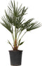Plant in a Box - Chamaerops Humilis - Europese Dwergpalm - Winterhard - Pot 21cm - Hoogte 70-80cm