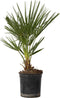 Plant in a Box - Chamaerops Humilis - Europese Dwergpalm - Winterhard - Pot 15cm - Hoogte 50-60cm
