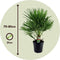 Plant in a Box - Chamaerops Humilis - Europese Dwergpalm - Winterhard - Pot 21cm - Hoogte 70-80cm