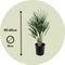 Plant in a Box - Chamaerops Humilis - Europese Dwergpalm - Winterhard - Pot 15cm - Hoogte 50-60cm