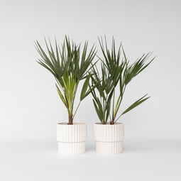 Plant in a Box - Chamaerops Humilis - Set van 2 - Europese Dwergpalm - Winterhard - Pot 15cm - Hoogte 50-60cm