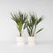 Plant in a Box - Chamaerops Humilis - Set van 2 - Europese Dwergpalm - Winterhard - Pot 15cm - Hoogte 50-60cm