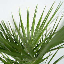 Plant in a Box - Chamaerops Humilis - Set van 2 - Europese Dwergpalm - Winterhard - Pot 21cm - Hoogte 70-80cm
