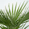 Plant in a Box - Chamaerops Humilis - Set van 2 - Europese Dwergpalm - Winterhard - Pot 21cm - Hoogte 70-80cm