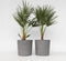 Plant in a Box - Chamaerops Humilis - Set van 2 - Europese Dwergpalm - Winterhard - Pot 21cm - Hoogte 70-80cm