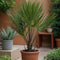 Plant in a Box - Chamaerops Humilis - Set van 2 - Europese Dwergpalm - Winterhard - Pot 15cm - Hoogte 50-60cm
