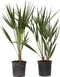 Plant in a Box - Chamaerops Humilis - Set van 2 - Europese Dwergpalm - Winterhard - Pot 15cm - Hoogte 50-60cm