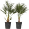 Plant in a Box - Chamaerops Humilis - Set van 2 - Europese Dwergpalm - Winterhard - Pot 21cm - Hoogte 70-80cm