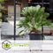 Plant in a Box - Chamaerops 'Vulcano' - Set van 2 - Winterharde Dwergpalm - De perfecte tuinplant - Pot 19cm - Hoogte 35-45cm