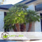 Plant in a Box - Chamaerops 'Vulcano' - Set van 2 - Winterharde Dwergpalm - De perfecte tuinplant - Pot 19cm - Hoogte 35-45cm