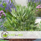 Plant in a Box - Chamaerops 'Vulcano' - Set van 2 - Winterharde Dwergpalm - De perfecte tuinplant - Pot 19cm - Hoogte 35-45cm
