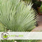 Plant in a Box - Chamaerops 'Vulcano' - Set van 2 - Winterharde Dwergpalm - De perfecte tuinplant - Pot 19cm - Hoogte 35-45cm