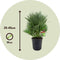 Plant in a Box - Chamaerops 'Vulcano' - Set van 2 - Winterharde Dwergpalm - De perfecte tuinplant - Pot 19cm - Hoogte 35-45cm