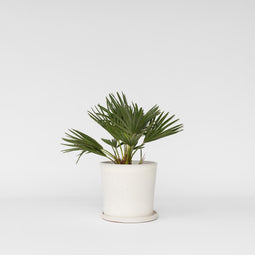 Plant in a Box - Chamaerops 'Vulcano' - Winterharde Dwergpalm - De perfecte tuinplant - Pot 19cm - Hoogte 35-45cm