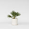Plant in a Box - Chamaerops 'Vulcano' - Winterharde Dwergpalm - De perfecte tuinplant - Pot 19cm - Hoogte 35-45cm