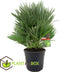Plant in a Box - Chamaerops 'Vulcano' - Winterharde Dwergpalm - De perfecte tuinplant - Pot 24cm - Hoogte 45-55cm