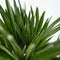Plant in a Box - Chamaerops 'Vulcano' - Winterharde Dwergpalm - De perfecte tuinplant - Pot 19cm - Hoogte 35-45cm