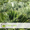 Plant in a Box - Chamaerops 'Vulcano' - Winterharde Dwergpalm - De perfecte tuinplant - Pot 24cm - Hoogte 45-55cm