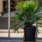 Plant in a Box - Chamaerops 'Vulcano' - Winterharde Dwergpalm - De perfecte tuinplant - Pot 19cm - Hoogte 35-45cm