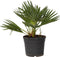 Plant in a Box - Chamaerops 'Vulcano' - Winterharde Dwergpalm - De perfecte tuinplant - Pot 19cm - Hoogte 35-45cm